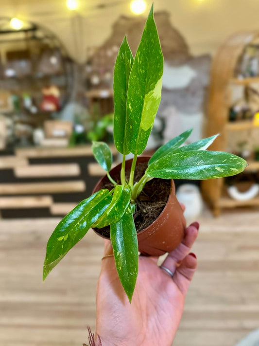 4" Philodendron Ring of Fire