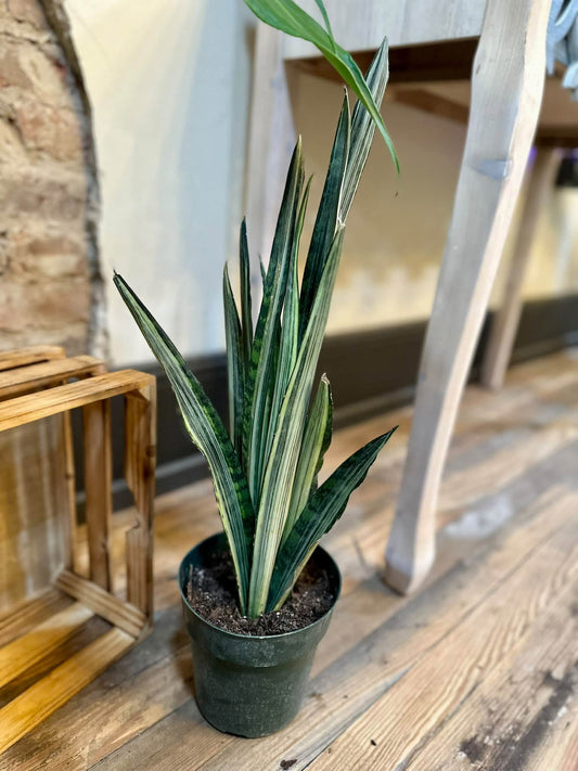 6" Bantel's Sensation Snake Plant