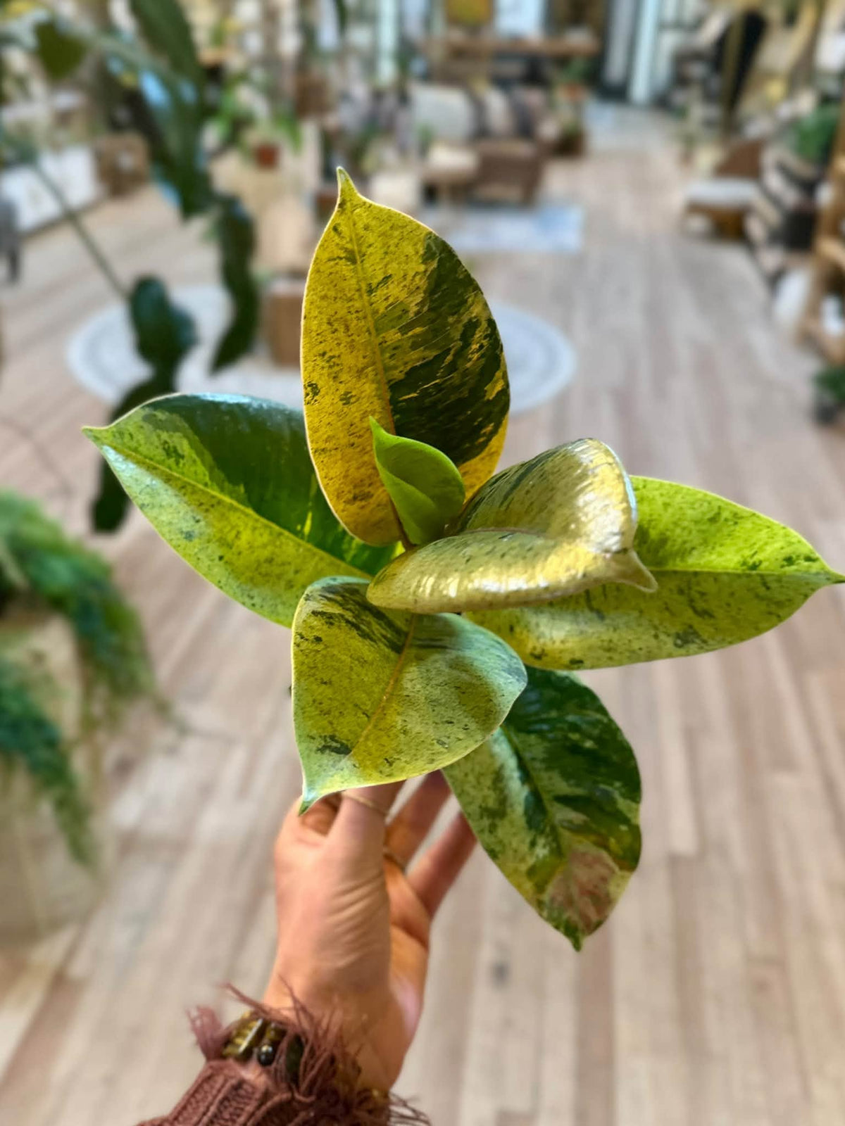 4" Ficus Shivereana