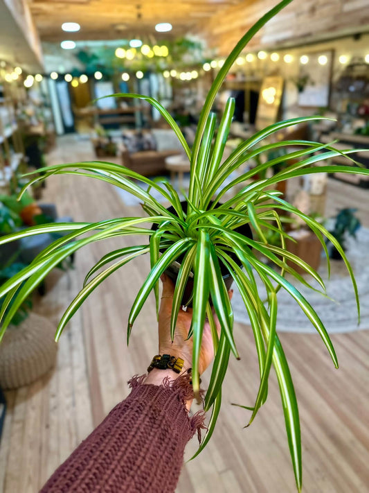6" Spider Plant