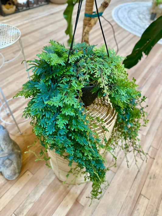 8" Rainbow Fern Basket