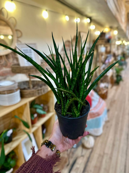 5" Fernwood Snake Plant