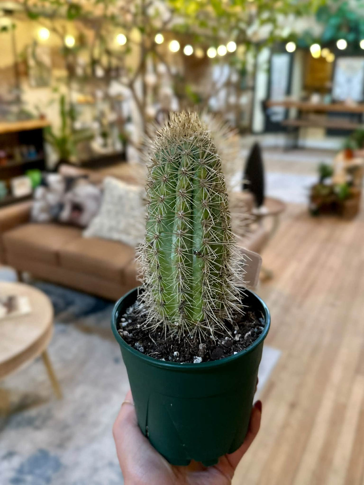 4" Tree Cactus