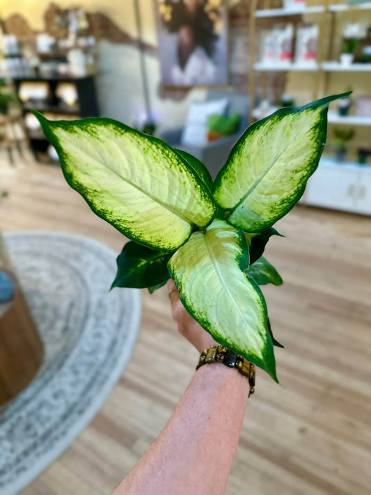 4" Dieffenbachia Camille