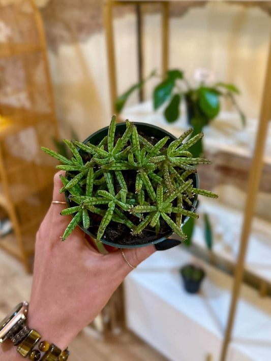 4" Mother of Millions
