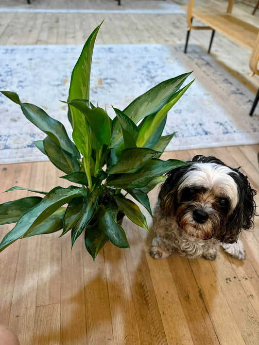 6" Aglaonema Silver Bay