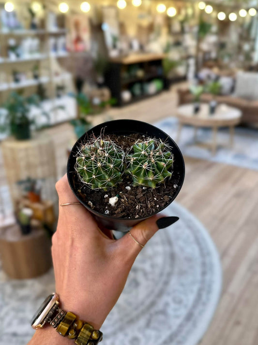 4" Devils Tongue