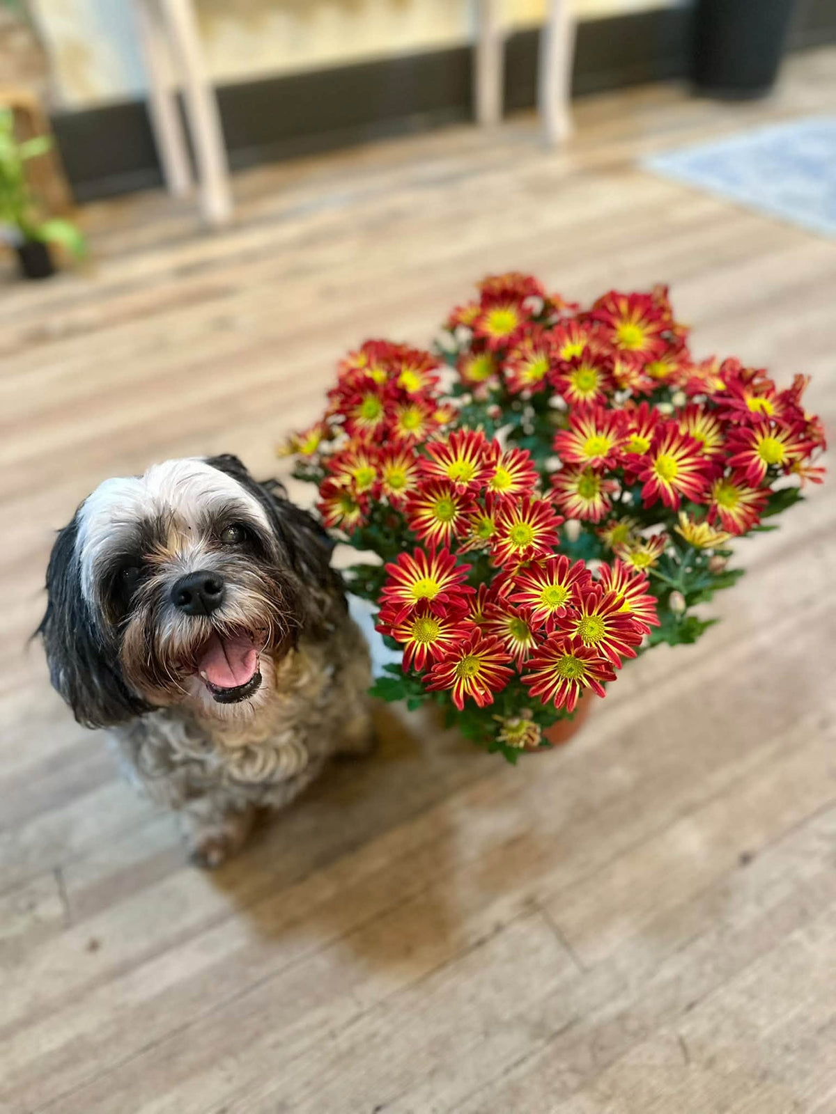 6" Mum