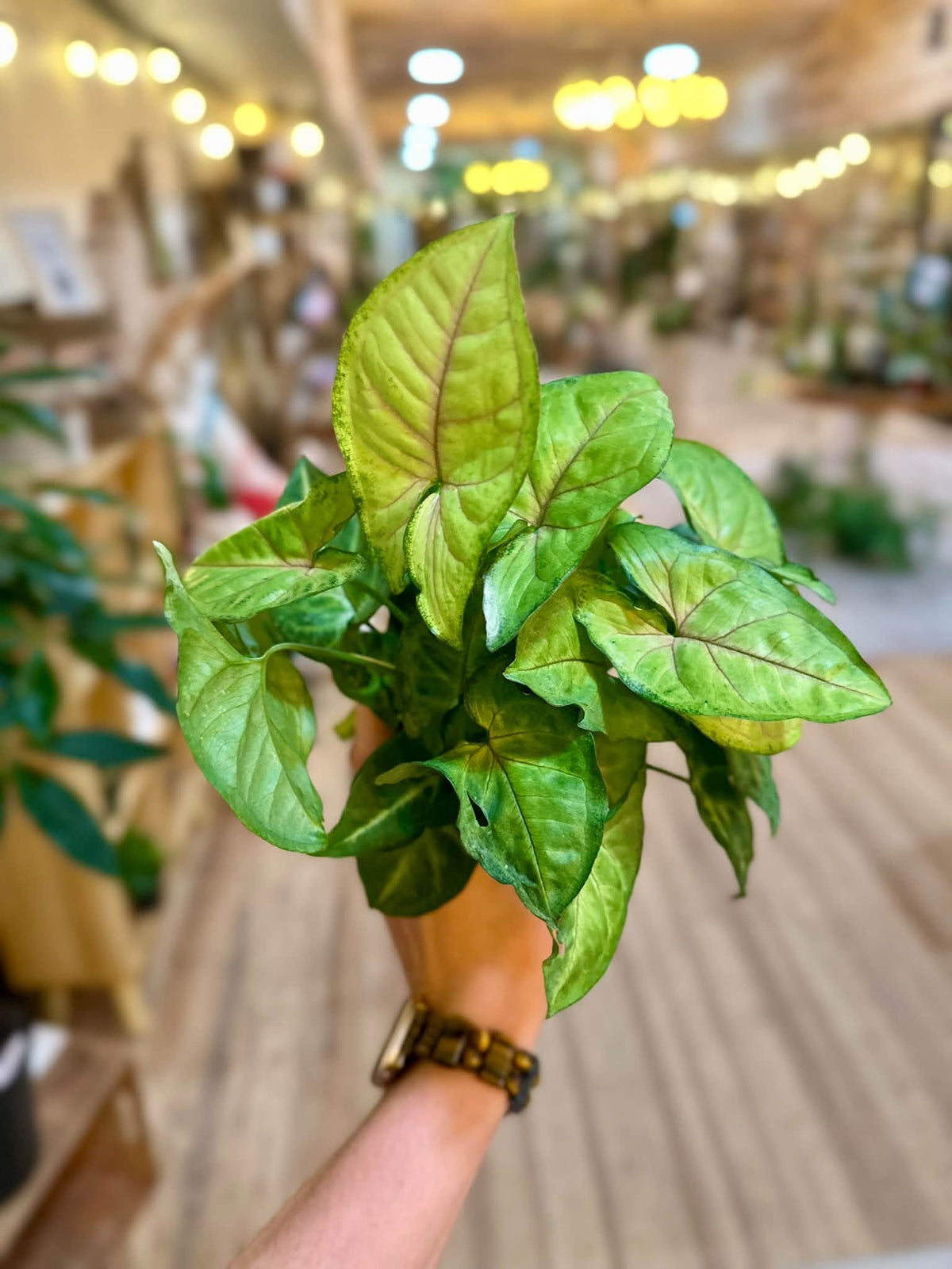 4" Syngonium Mango Allusion