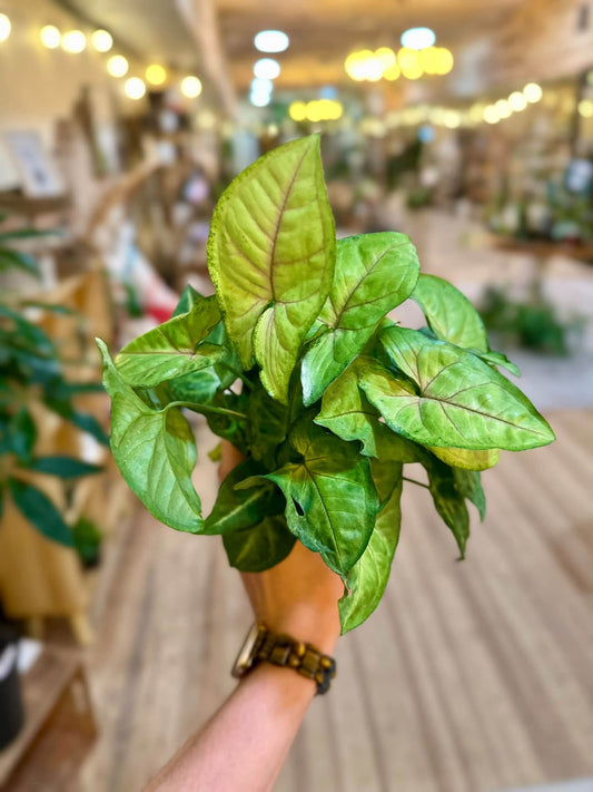4" Syngonium Mango Allusion
