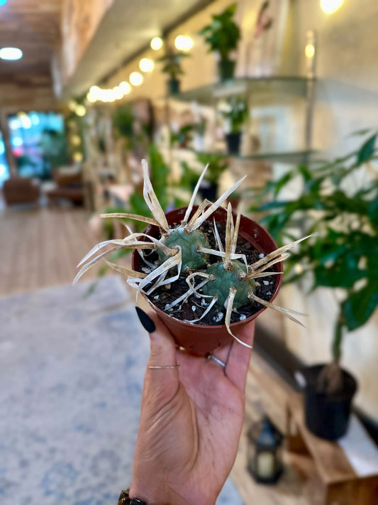 4" Paper Spine Cactus