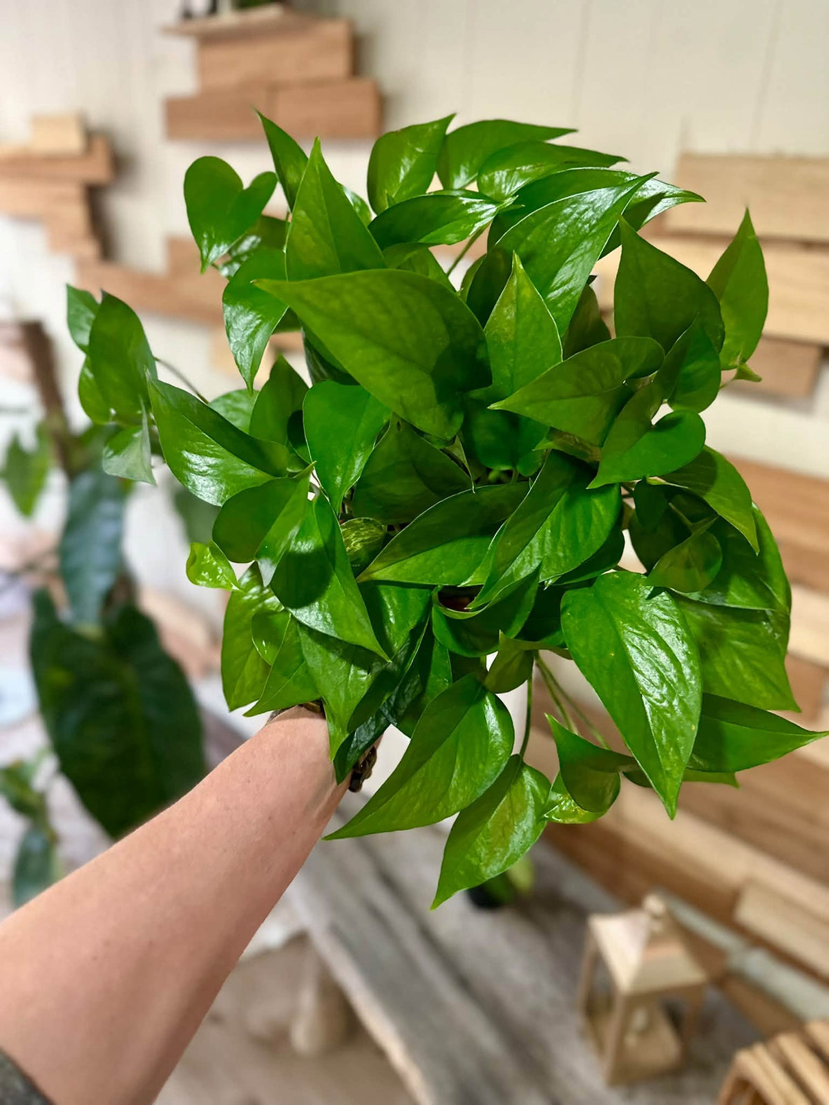6" Jade Pothos