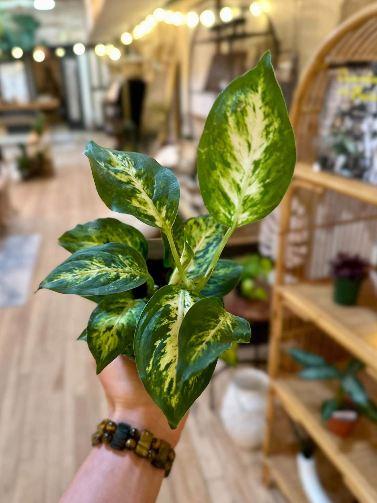4" Dieffenbachia Amy