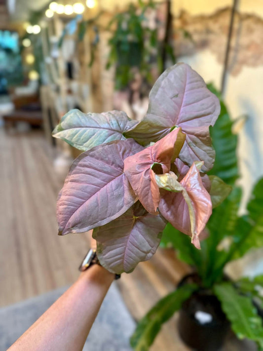 4" Syngonium Neon Pink