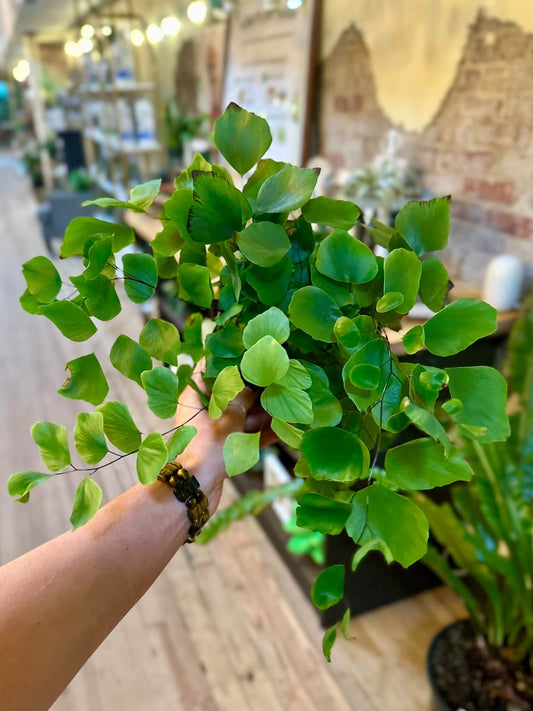 6" Silver Dollar Fern