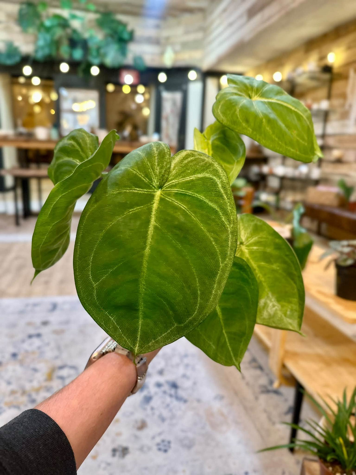 4" Syngonium Ice Frost
