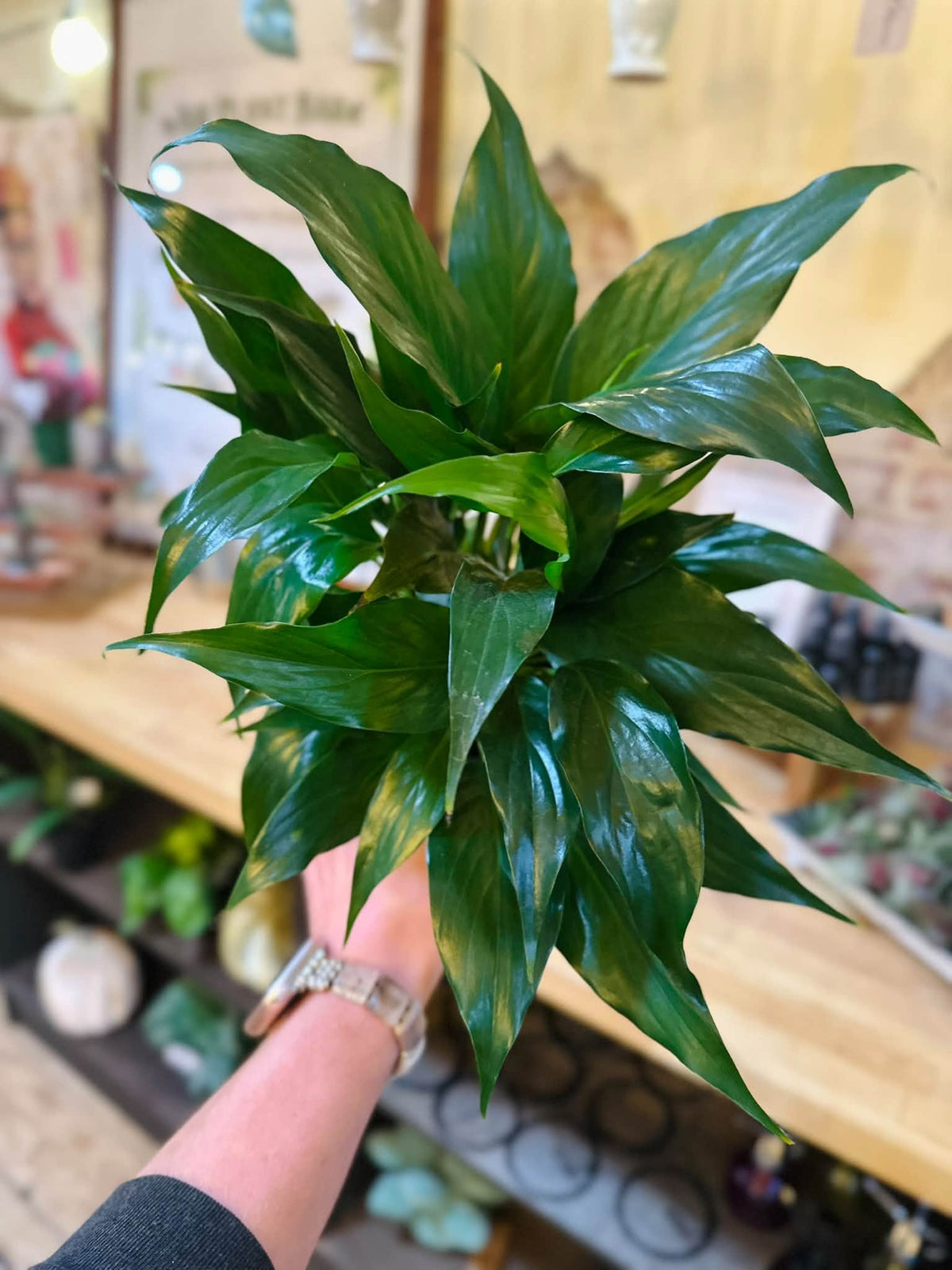 4” Peace Lily