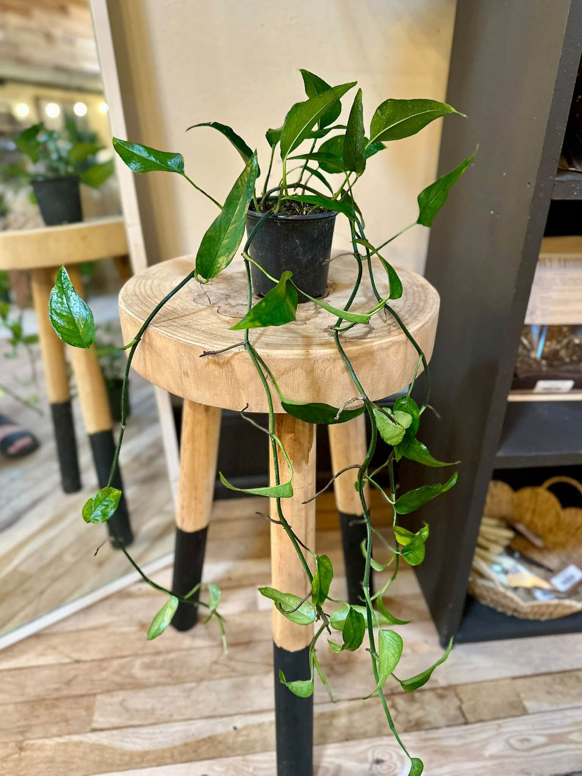 4" Skeleton Key Pothos
