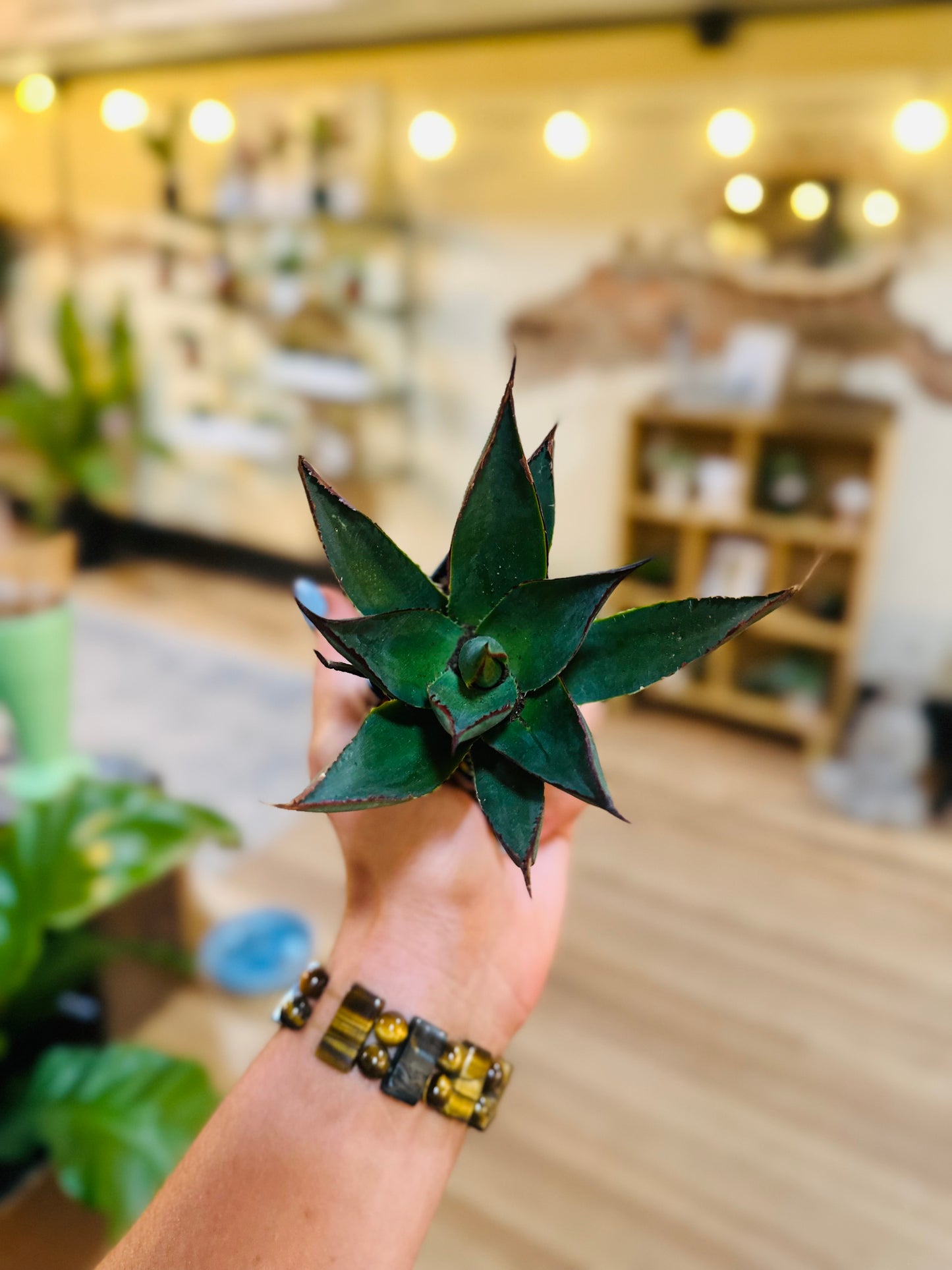 2" Agave Blue Glow