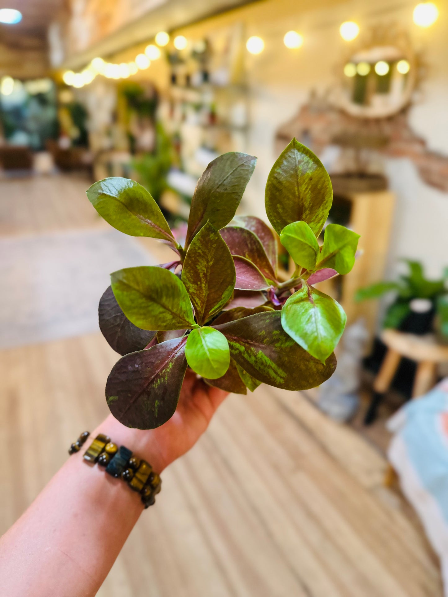 4" Euphorbia Grantii