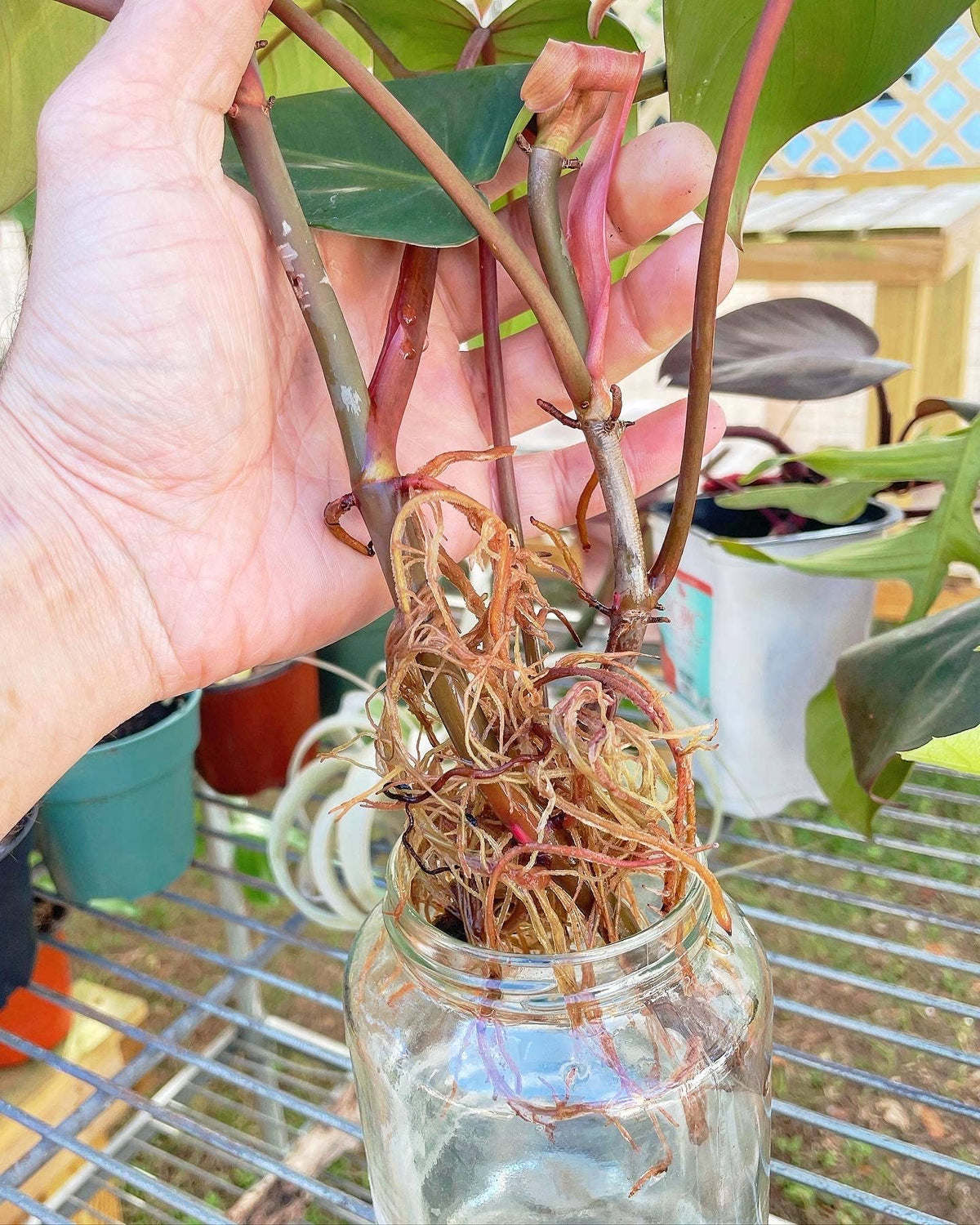 Propdrops Root Development Prop Drops – Grows on Main