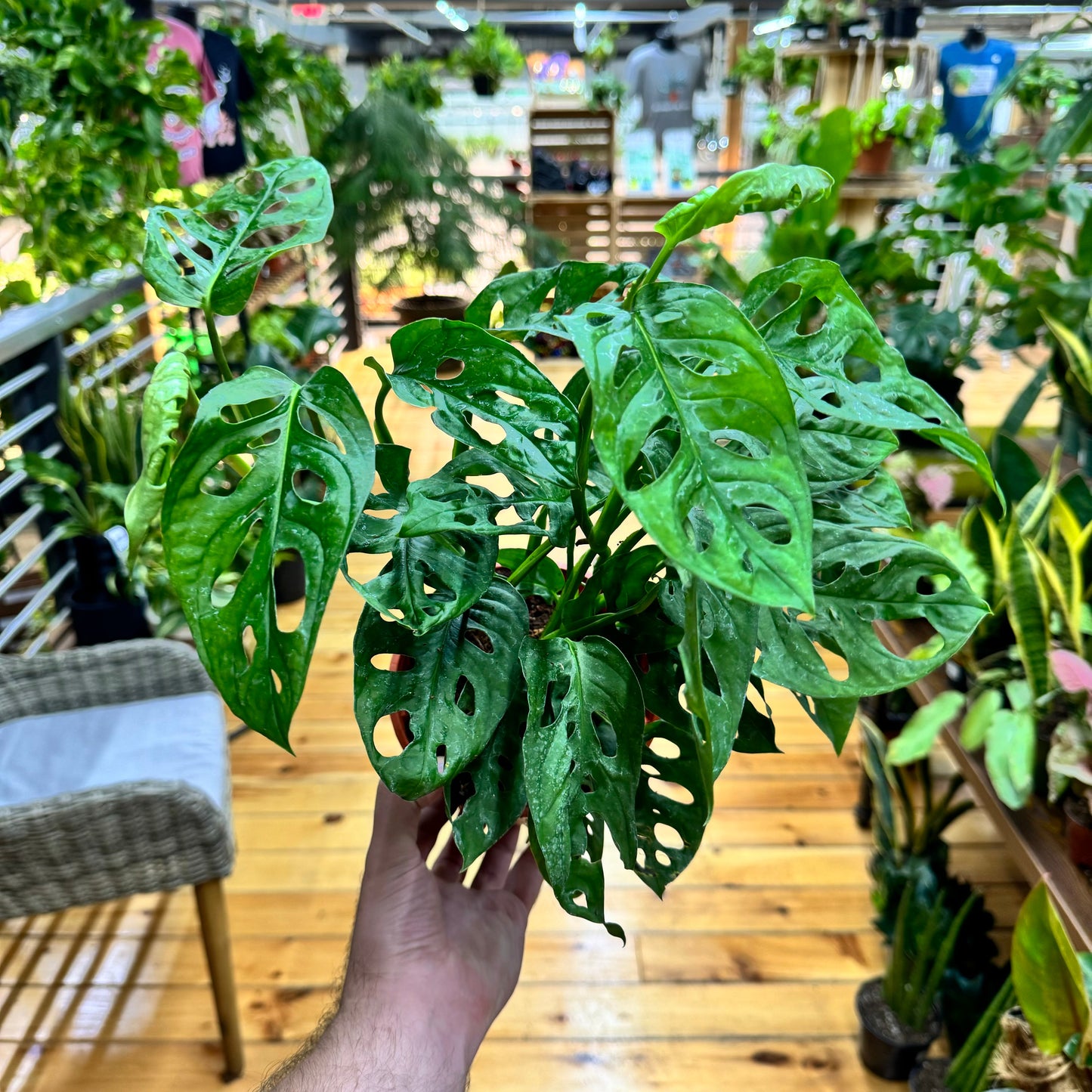 Monstera Swiss Cheese