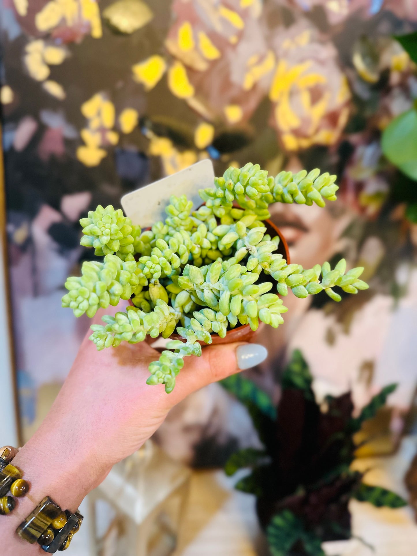 4" Burro Tail