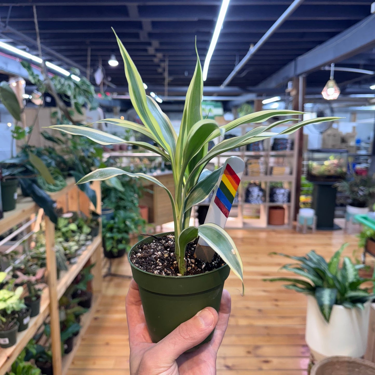 Dracaena Song of India