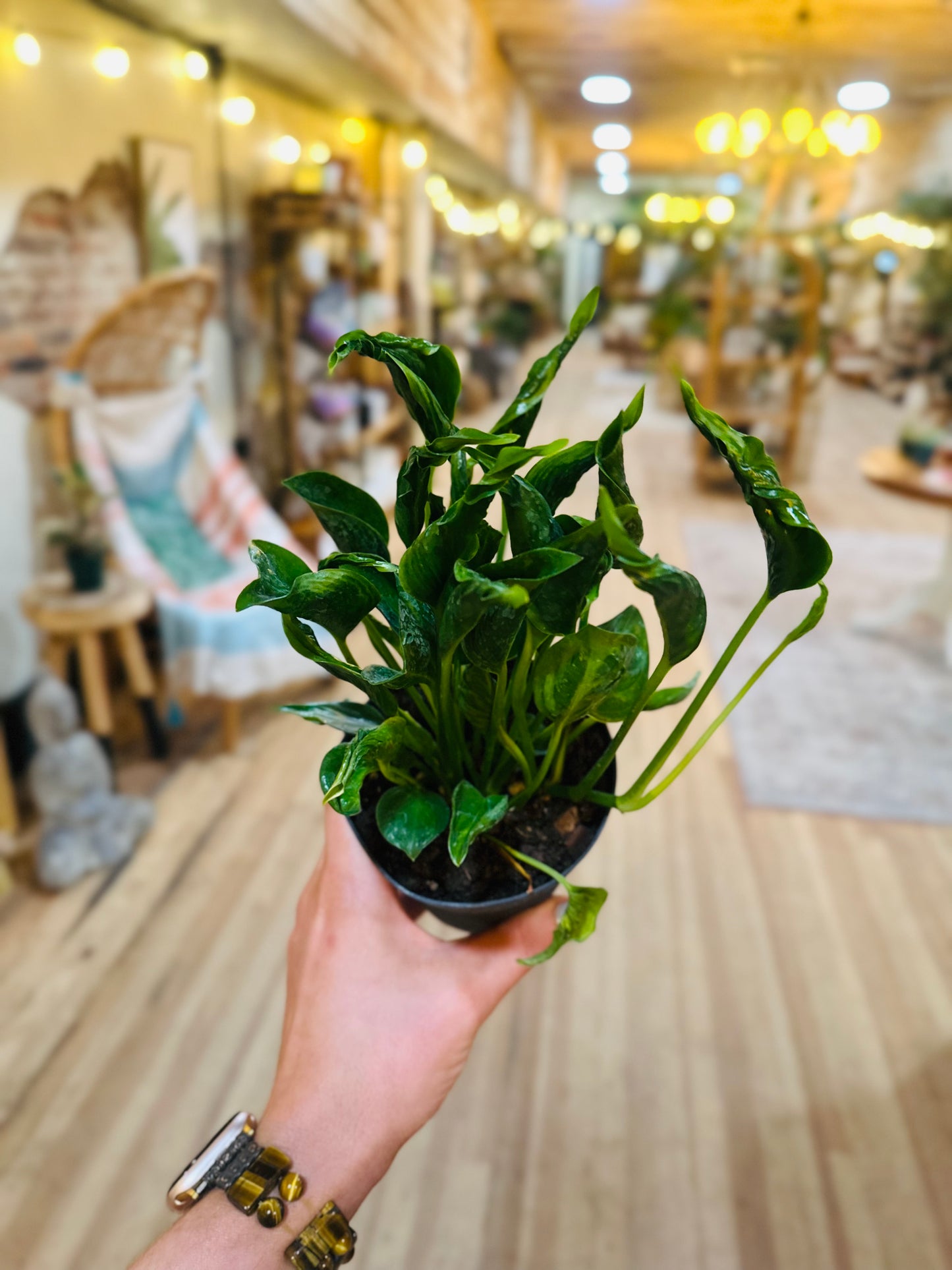 4" Pothos Shangri La