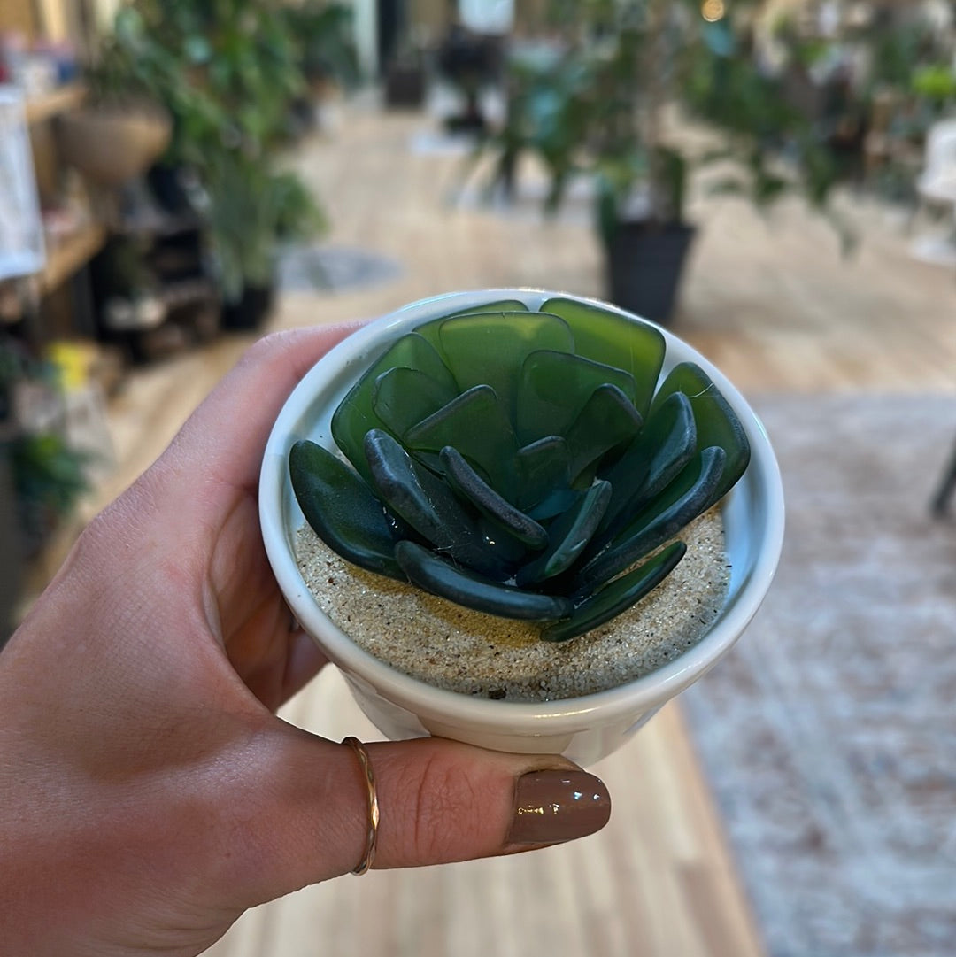 Sea Glass Succulent