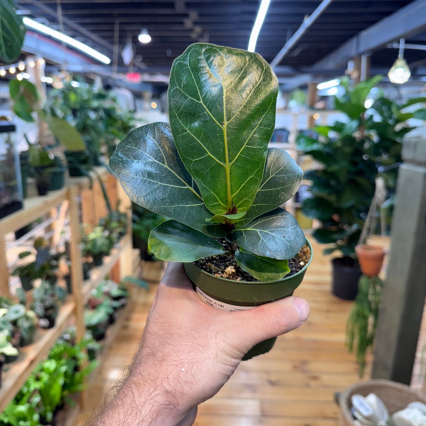 Ficus Bambino