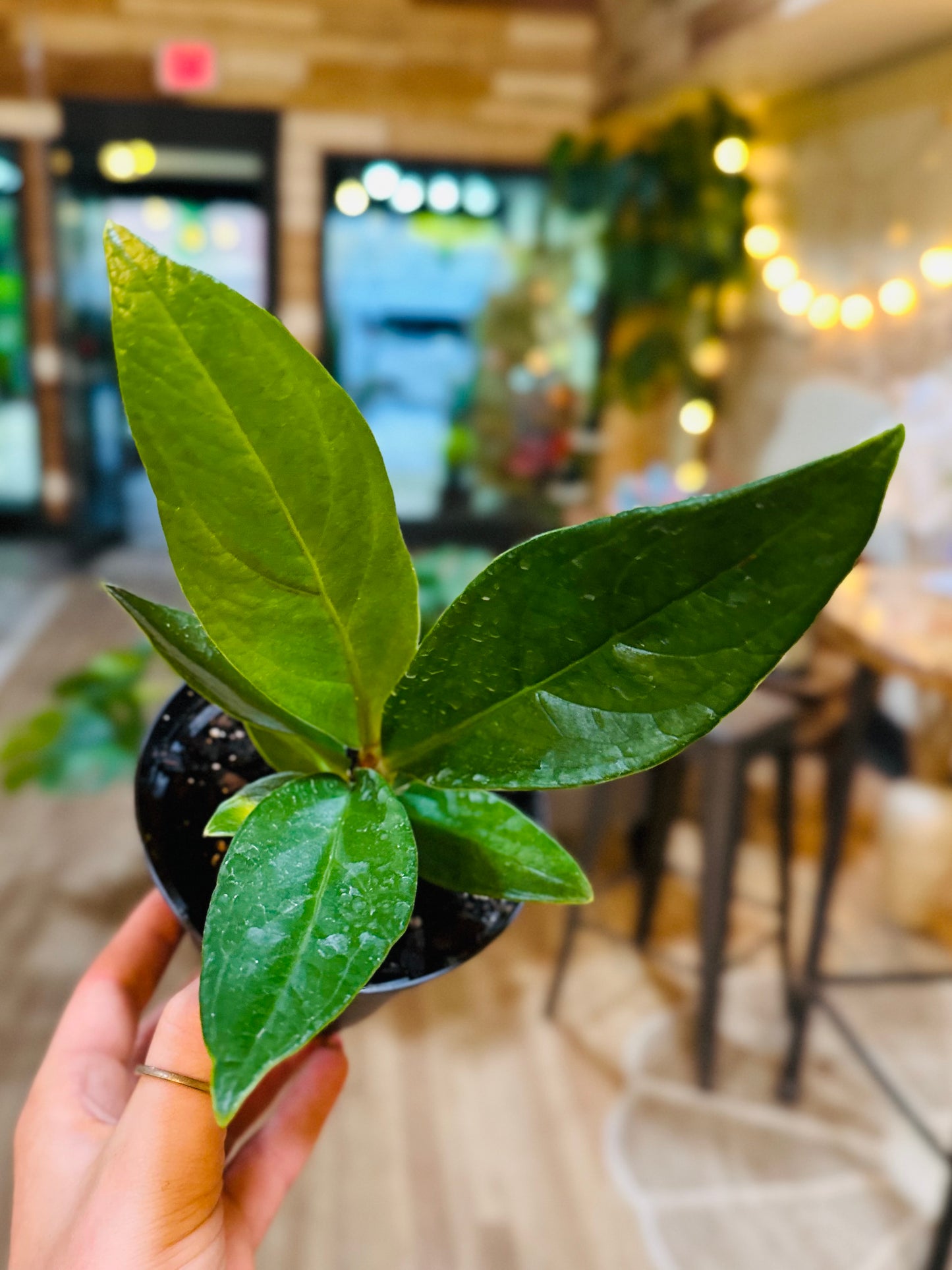 4" Anthurium Red Flag