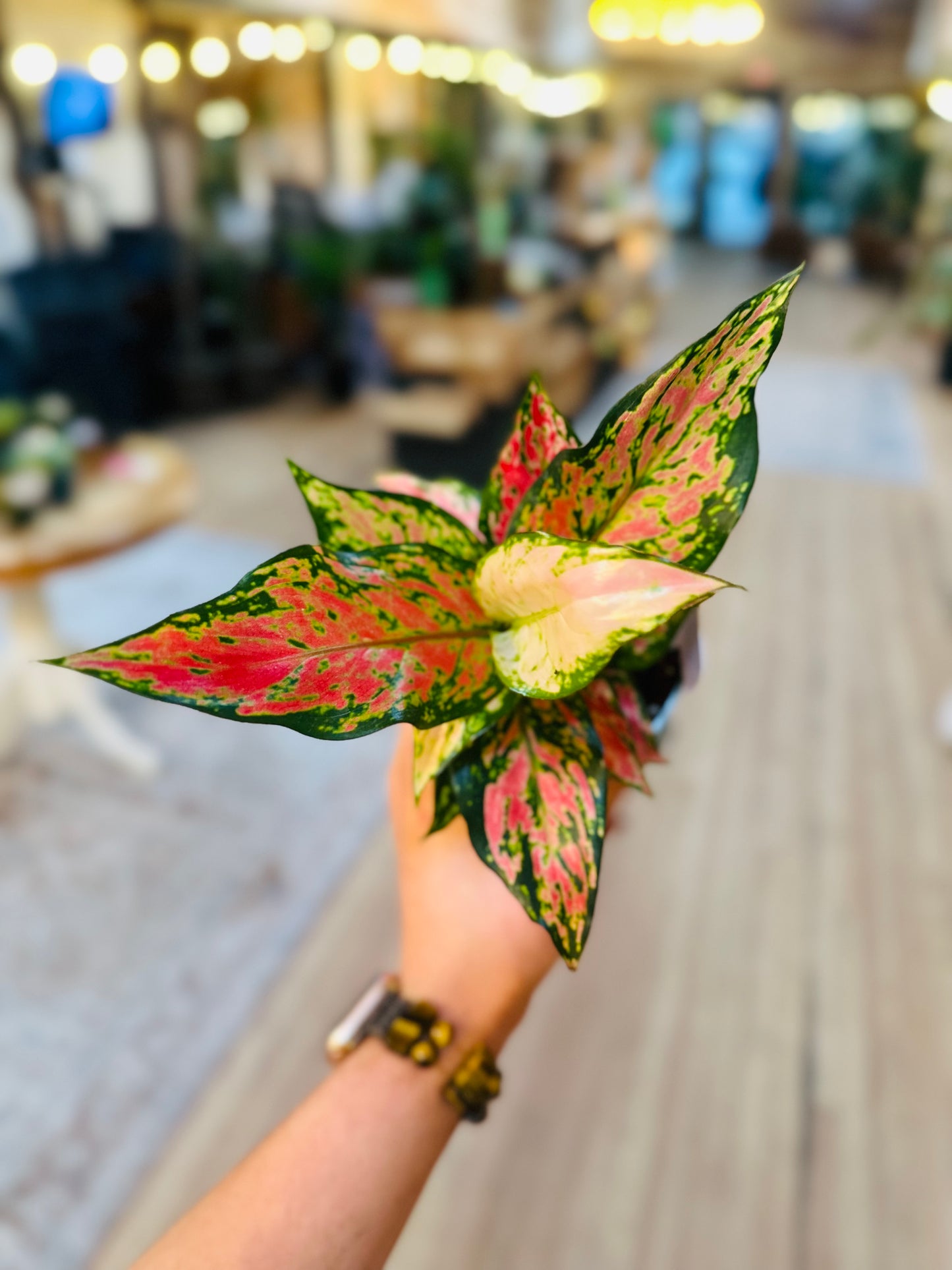 4" Aglaonema Red Valentine