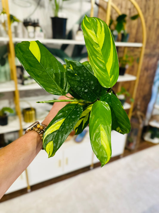 4" Calathea Pilosa