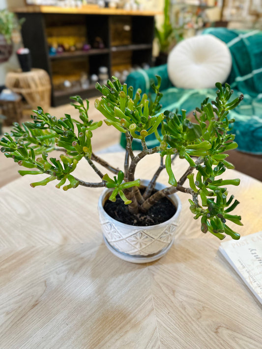 6" Crassula Jade Hobbit Bonsai