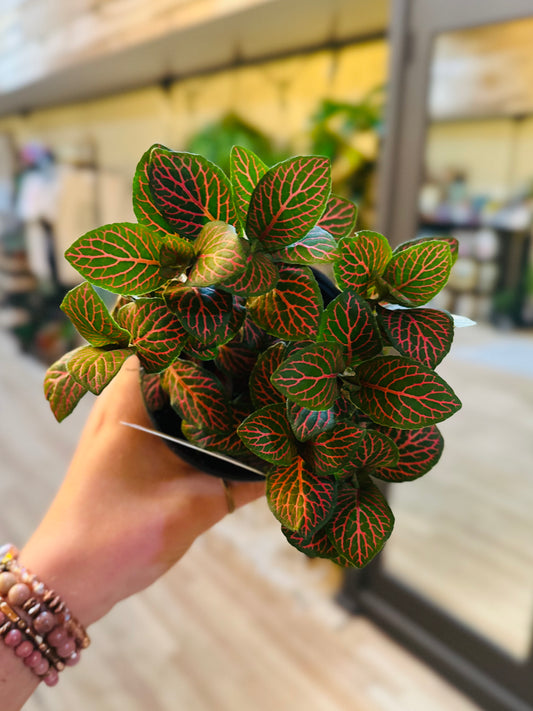 4" Fittonia Red