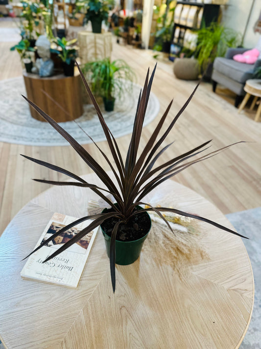 6" Cordyline Purple Tower