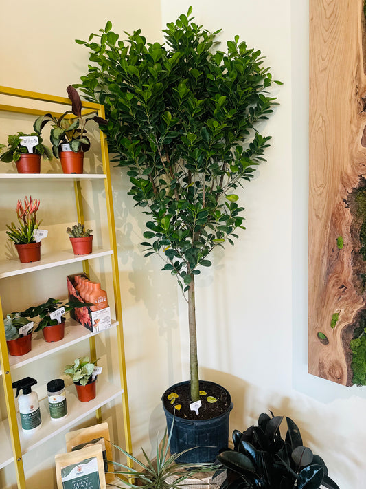 14" Ficus Moclame