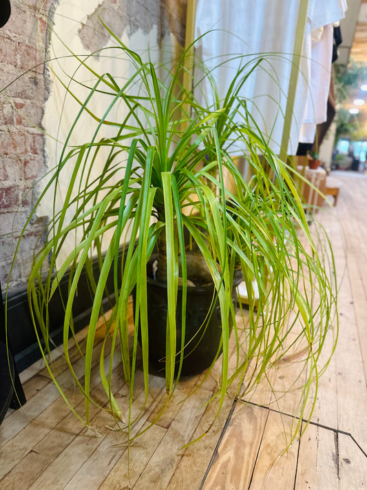 14" Ponytail Palm