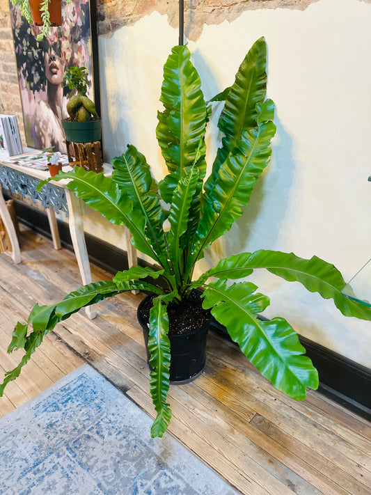 15" Birdsnest Fern