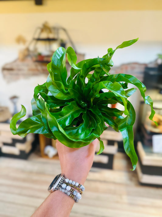 4" Hurricane Fern
