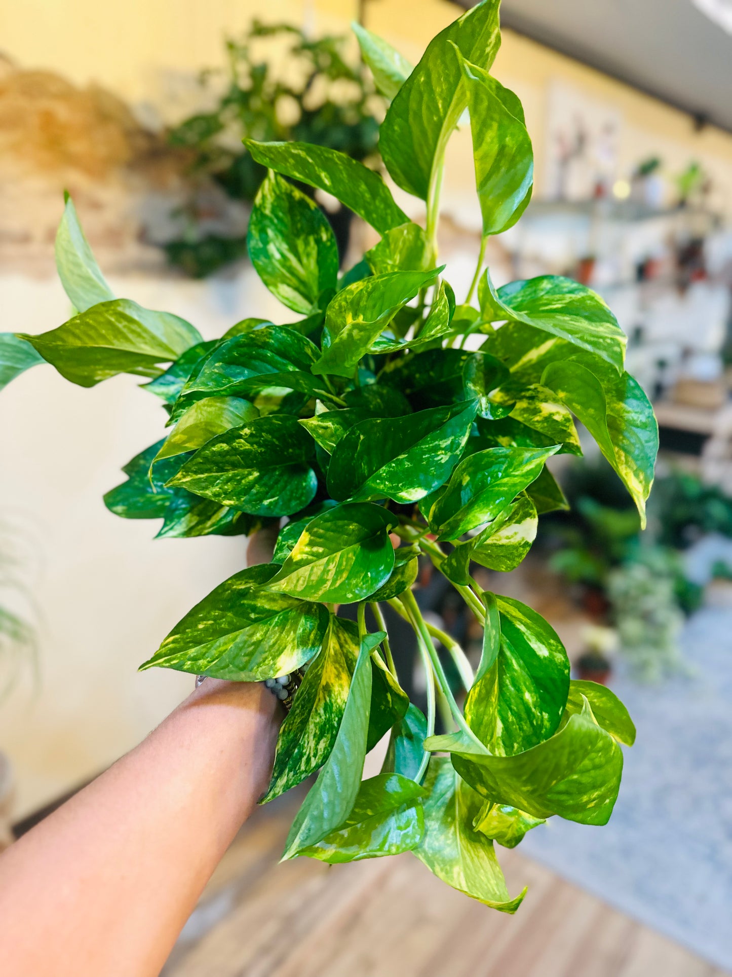 6" Golden Pothos