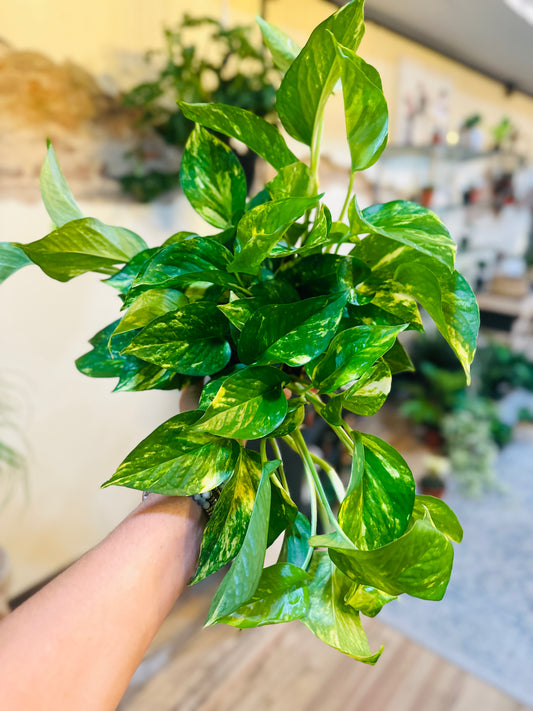 6" Golden Pothos