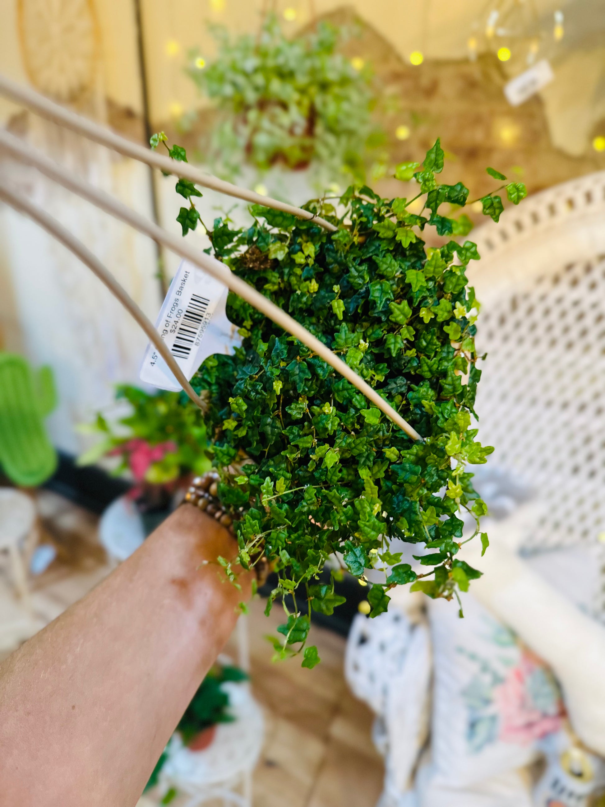 string of frogs succulent 4.5" String of Frogs Basket