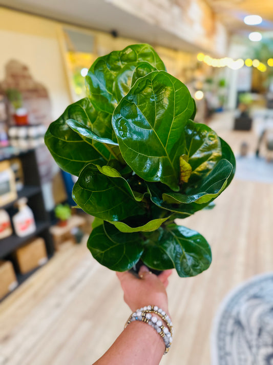 6" Ficus Bambino