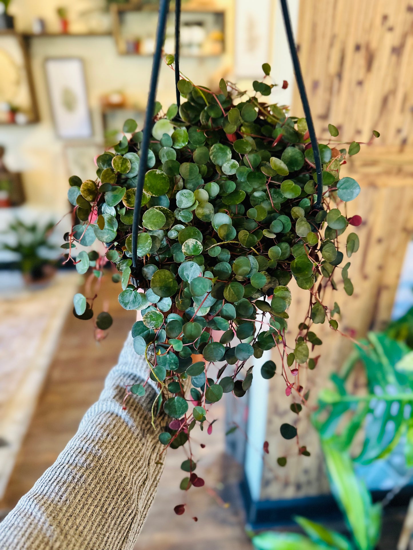 8" Peperomia Red Ruby Cascade Basket