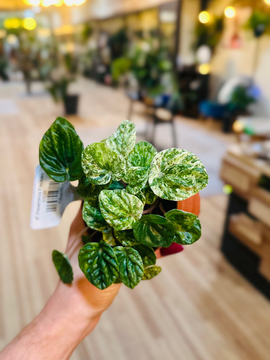4" Peperomia Freckles