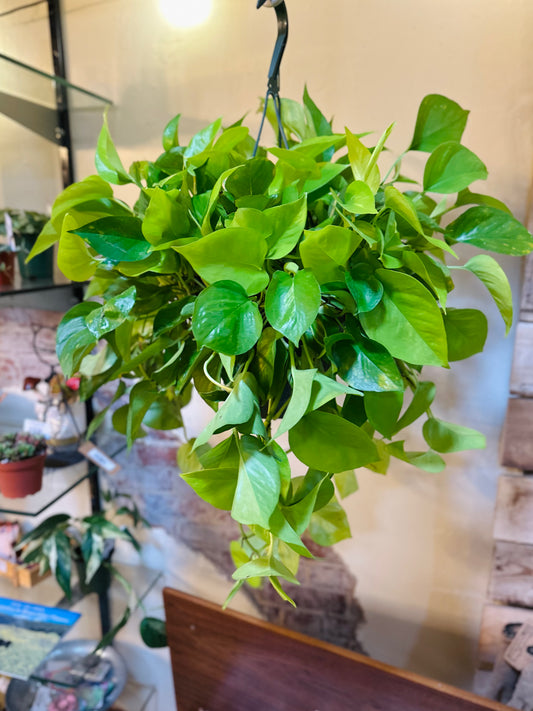 8" Neon Pothos Basket