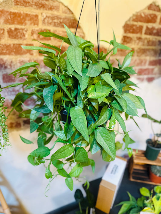 8" Pothos Cebu Blue Basket