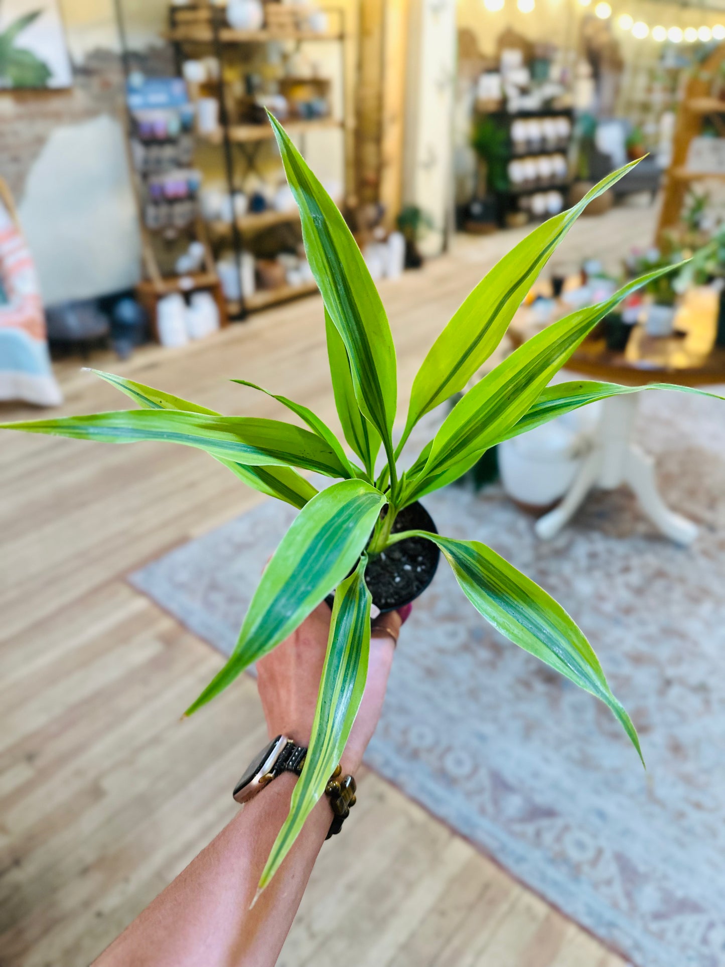 4" Dracaena Sanderiana
